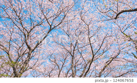 満開の桜(権現堂桜堤にて) 満開の桜(権現堂桜堤にて) 124067658