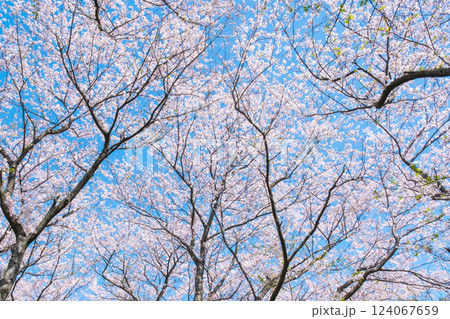満開の桜（権現堂桜堤にて） 124067659
