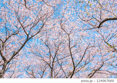 満開の桜（権現堂桜堤にて） 124067660