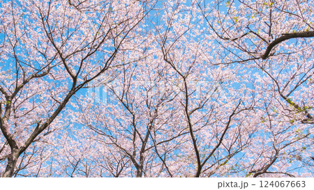 満開の桜（権現堂桜堤にて） 124067663