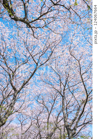 満開の桜(権現堂桜堤にて) 満開の桜(権現堂桜堤にて) 124067664
