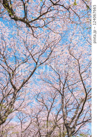 満開の桜（権現堂桜堤にて） 124067665