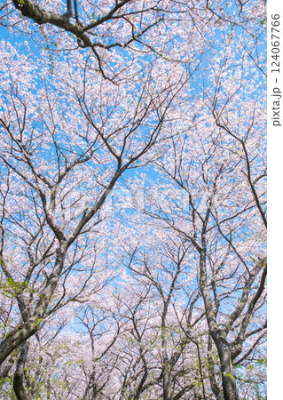 満開の桜（権現堂桜堤にて） 124067766