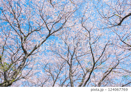 満開の桜（権現堂桜堤にて） 124067769