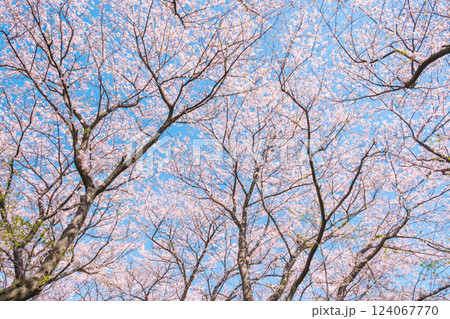 満開の桜（権現堂桜堤にて） 124067770