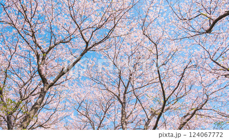 満開の桜(権現堂桜堤にて) 満開の桜(権現堂桜堤にて) 124067772