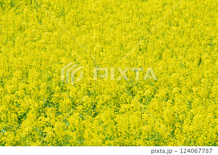 満開の菜の花(権現堂桜堤にて) 満開の菜の花(権現堂桜堤にて) 124067787