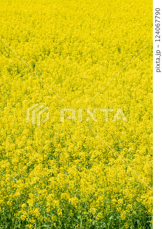 満開の菜の花（権現堂桜堤にて） 124067790