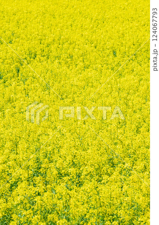 満開の菜の花(権現堂桜堤にて) 満開の菜の花(権現堂桜堤にて) 124067793