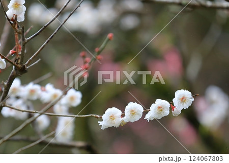 咲き始めた梅の花 124067803