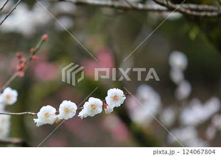 咲き始めた梅の花 咲き始めた梅の花 124067804