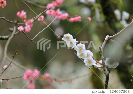 咲き始めた梅の花 124067808