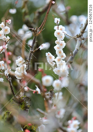 咲き始めた梅の花 124067816
