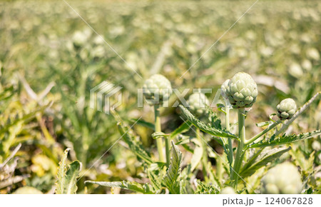 Globe artichokes planted on farm field. Popular vegetable crop Globe artichokes planted on farm field. Popular vegetable crop 124067828