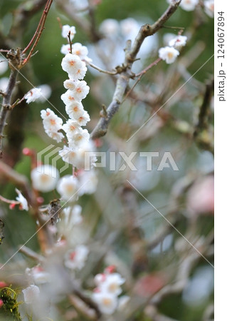 咲き始めた梅の花 124067894