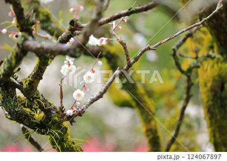 咲き始めた梅の花 咲き始めた梅の花 124067897