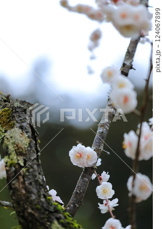 咲き始めた梅の花 咲き始めた梅の花 124067899