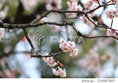 咲き始めた梅の花 124067907