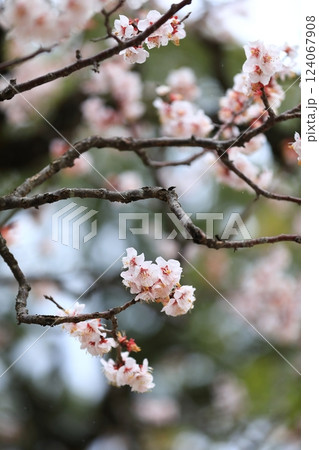 咲き始めた梅の花 124067908