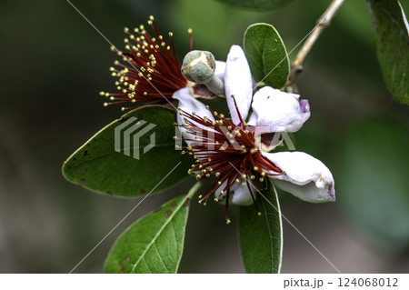 フェイジョア 124068012