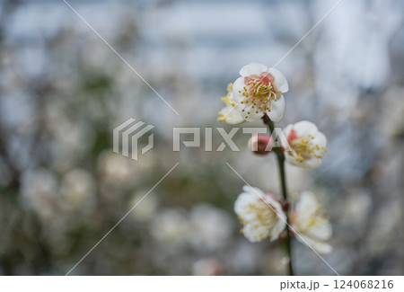 街中に咲く可愛い梅の花 124068216
