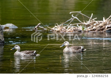 鴨 鴨 124068258