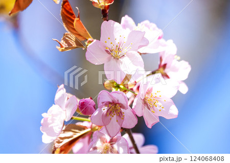 5月の穏やかな空気感の中で咲く北海道の桜の花 5月の穏やかな空気感の中で咲く北海道の桜の花 124068408