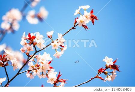 5月の穏やかな空気感の中で咲く北海道の桜の花 124068409
