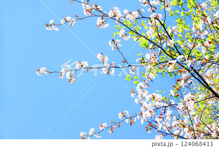 5月の穏やかな空気感の中で咲く北海道の桜の花 5月の穏やかな空気感の中で咲く北海道の桜の花 124068411