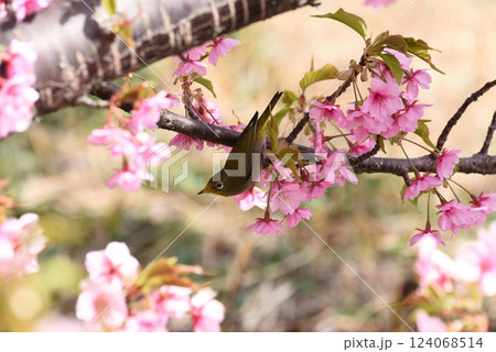 マリンパークの河津桜とウグイス マリンパークの河津桜とウグイス 124068514