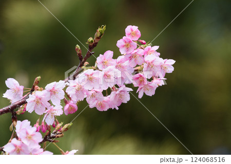 マリンパークの河津桜とウグイス 124068516