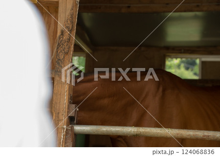 involved with horses 124068836