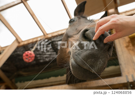 involved with horses 124068856