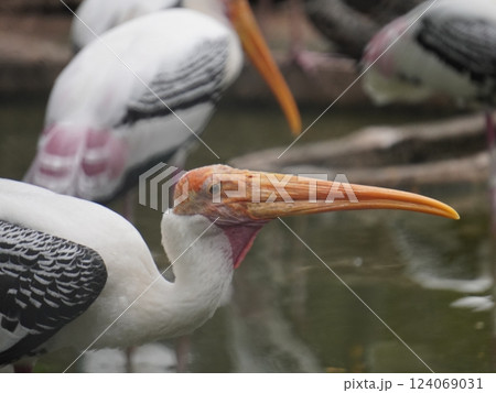 A painted perched on a branch, displaying its distinctive long orange beak, black and white patterned wings and pinkish feathers.  124069031