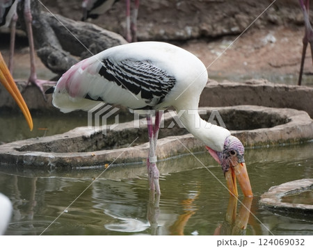 A painted perched on a branch, displaying its distinctive long orange beak, black and white patterned wings and pinkish feathers.  124069032