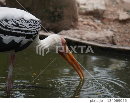 A painted perched on a branch, displaying its distinctive long orange beak, black and white patterned wings and pinkish feathers. A painted perched on a branch, displaying its distinctive long orange beak, black and white patterned wings and pinkish feathers. 124069036
