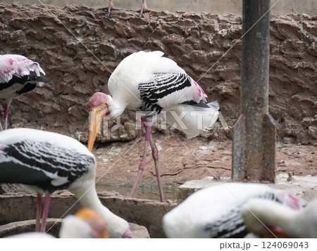 A painted perched on a branch, displaying its distinctive long orange beak, black and white patterned wings and pinkish feathers.  124069043
