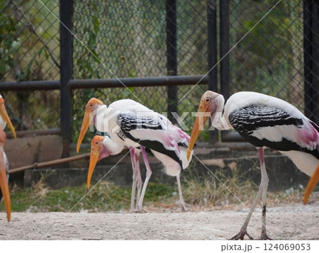 A painted perched on a branch, displaying its distinctive long orange beak, black and white patterned wings and pinkish feathers. A painted perched on a branch, displaying its distinctive long orange beak, black and white patterned wings and pinkish feathers. 124069053
