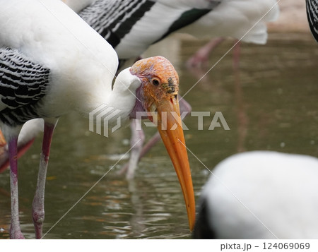 A painted perched on a branch, displaying its distinctive long orange beak, black and white patterned wings and pinkish feathers. A painted perched on a branch, displaying its distinctive long orange beak, black and white patterned wings and pinkish feathers. 124069069