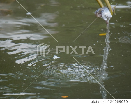 A painted perched on a branch, displaying its distinctive long orange beak, black and white patterned wings and pinkish feathers.  124069070