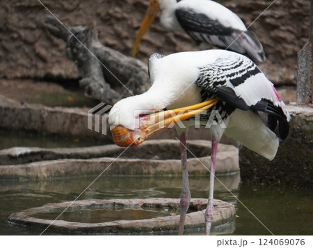 A painted perched on a branch, displaying its distinctive long orange beak, black and white patterned wings and pinkish feathers.  124069076