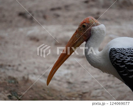 A painted perched on a branch, displaying its distinctive long orange beak, black and white patterned wings and pinkish feathers.  124069077