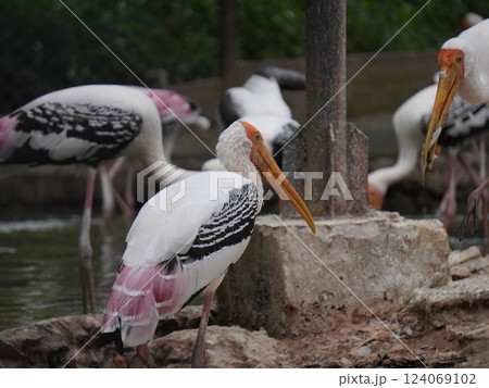 A painted perched on a branch, displaying its distinctive long orange beak, black and white patterned wings and pinkish feathers. A painted perched on a branch, displaying its distinctive long orange beak, black and white patterned wings and pinkish feathers. 124069102
