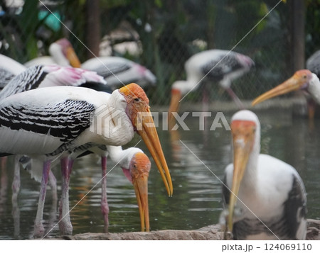 A painted perched on a branch, displaying its distinctive long orange beak, black and white patterned wings and pinkish feathers.  124069110