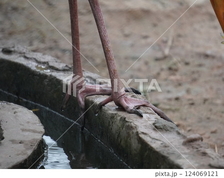 A painted perched on a branch, displaying its distinctive long orange beak, black and white patterned wings and pinkish feathers. A painted perched on a branch, displaying its distinctive long orange beak, black and white patterned wings and pinkish feathers. 124069121