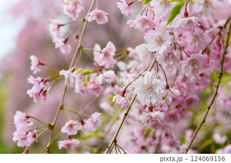 満開のしだれ桜の花 満開のしだれ桜の花 124069156