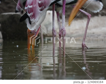 A painted stork  perched on a branch, displaying its distinctive long orange beak, black and white patterned wings, and pinkish feathers.  124069164