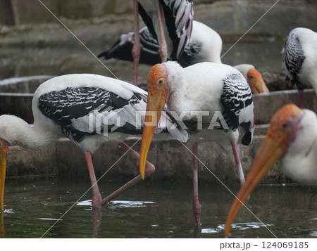 A painted stork  perched on a branch, displaying its distinctive long orange beak, black and white patterned wings, and pinkish feathers.  124069185