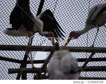 A painted stork perched on a branch, displaying its distinctive long orange beak, black and white patterned wings, and pinkish feathers. A painted stork perched on a branch, displaying its distinctive long orange beak, black and white patterned wings, and pinkish feathers. 124069190