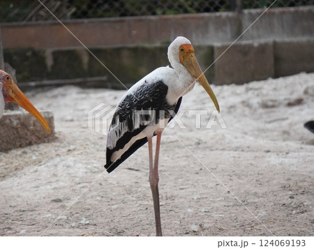 A painted stork  perched on a branch, displaying its distinctive long orange beak, black and white patterned wings, and pinkish feathers.  124069193